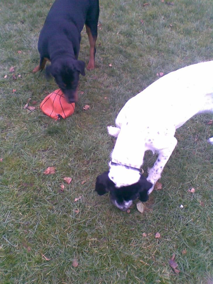 Ruhåret hønsehund Odin   R. I . P <3<3 billede 8