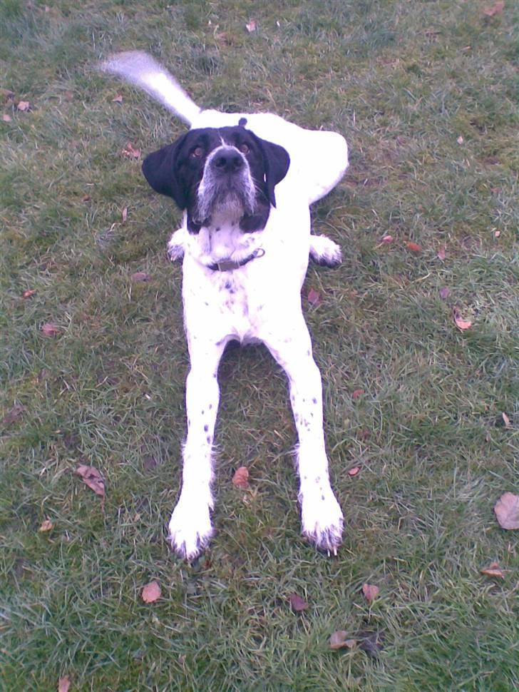 Ruhåret hønsehund Odin   R. I . P <3<3 billede 9