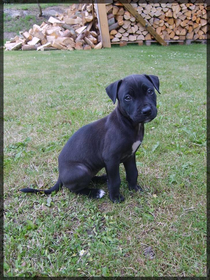 Amerikansk staffordshire terrier - nála - - årh i;  billede 11
