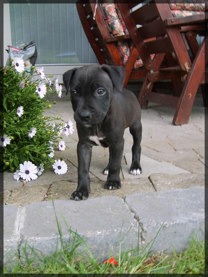 Amerikansk staffordshire terrier - nála billede 12