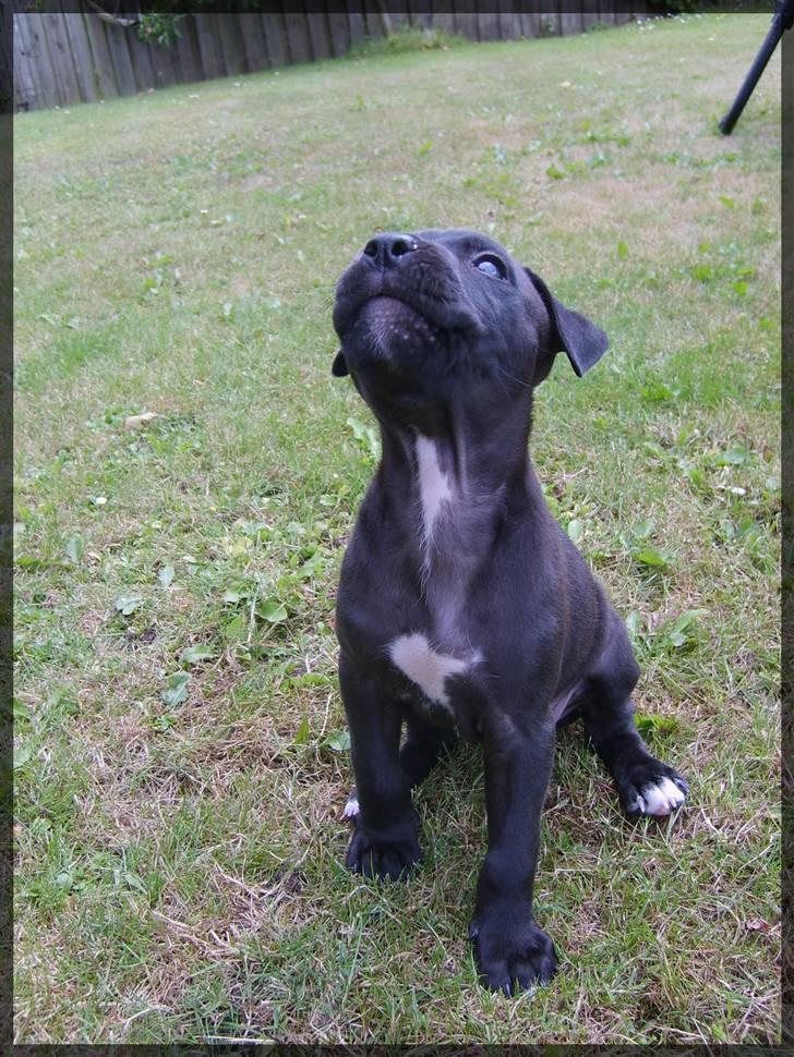 Amerikansk staffordshire terrier - nála billede 13