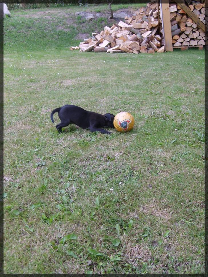 Amerikansk staffordshire terrier - nála billede 14