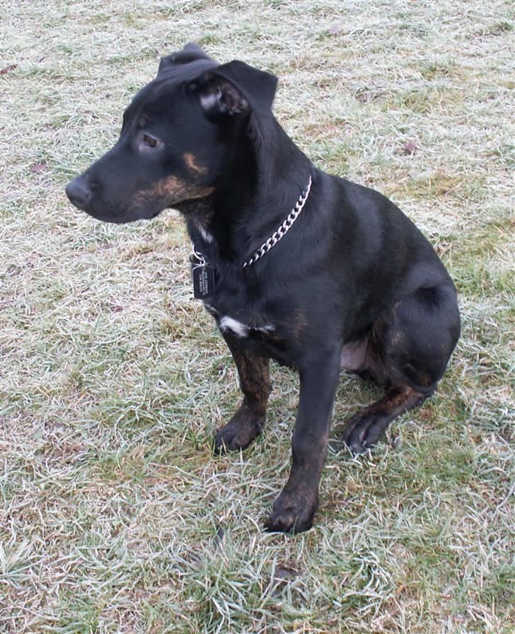 Blanding af racer Bruce billede 1