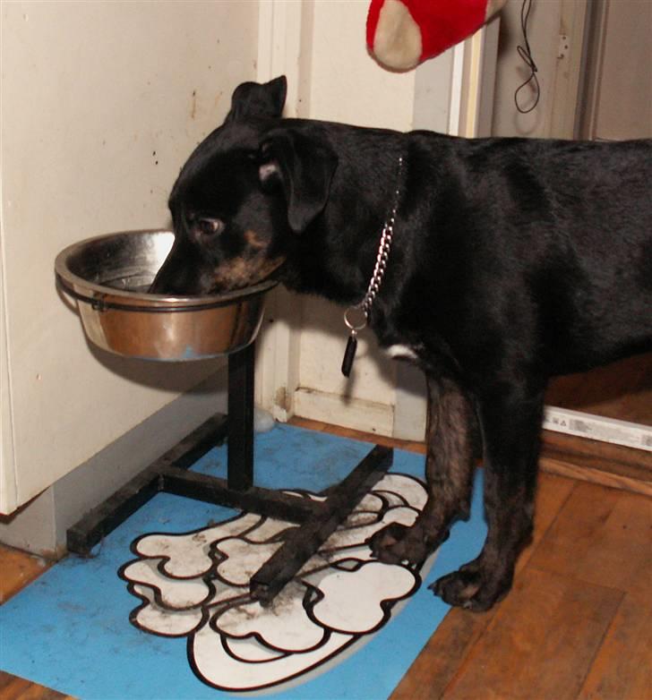 Blanding af racer Bruce billede 2