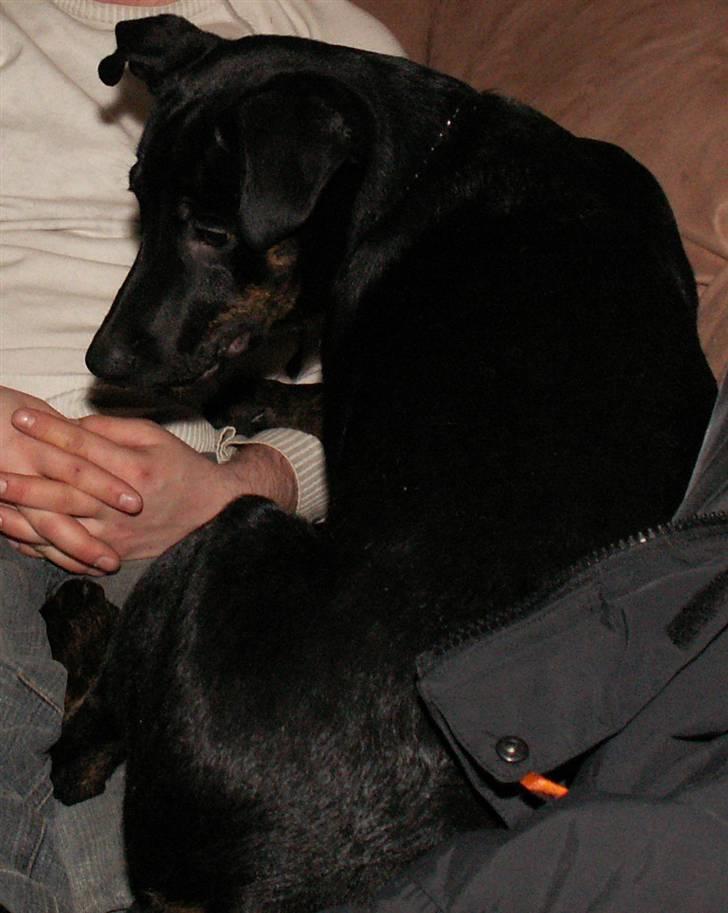 Blanding af racer Bruce billede 3