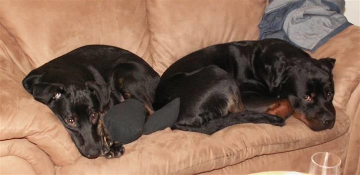 Blanding af racer Bruce billede 4