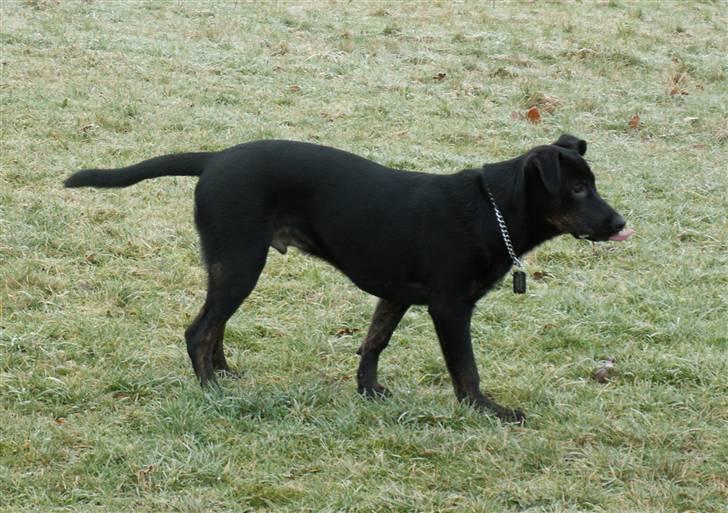 Blanding af racer Bruce billede 5