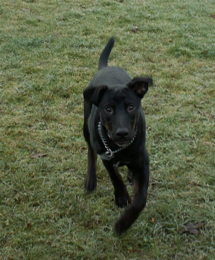 Blanding af racer Bruce billede 7