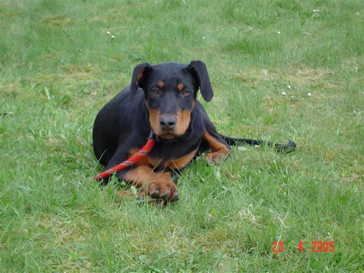 Blanding af racer Sia *R.I.P* - Har kun boet hos mine nye ejer i en uge... billede 1