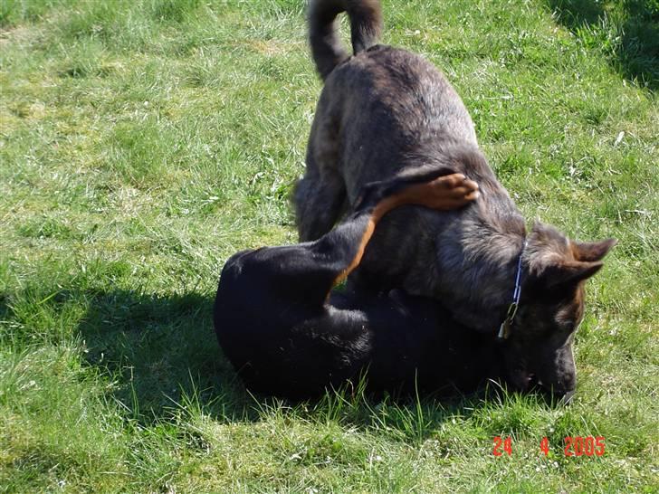 Blanding af racer Sia *R.I.P* - Jeg kan sagtens ordne dig.... øhh måske.. billede 2