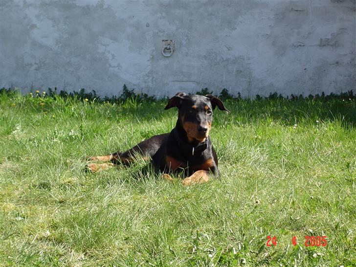 Blanding af racer Sia *R.I.P* billede 3