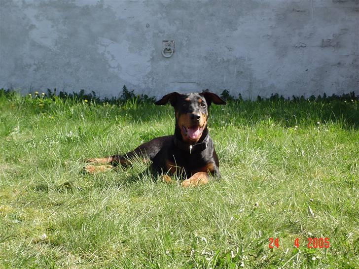 Blanding af racer Sia *R.I.P* billede 4