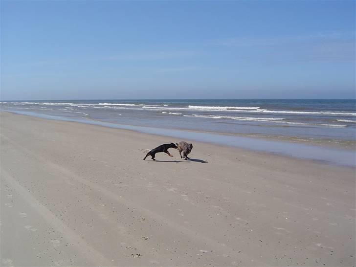 Blanding af racer Sia *R.I.P* billede 5