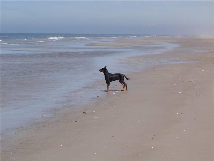 Blanding af racer Sia *R.I.P* - Man får godt nok sus i ørene herude... billede 6