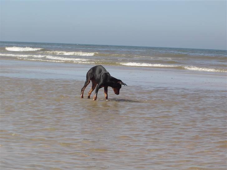 Blanding af racer Sia *R.I.P* - Hey du der fisk..... synes du ikke det er lidt vådt det her... billede 7