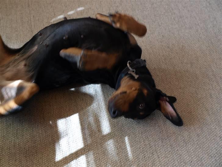 Blanding af racer Sia *R.I.P* - Er der virkelig ingen der gider klø mig....  billede 8