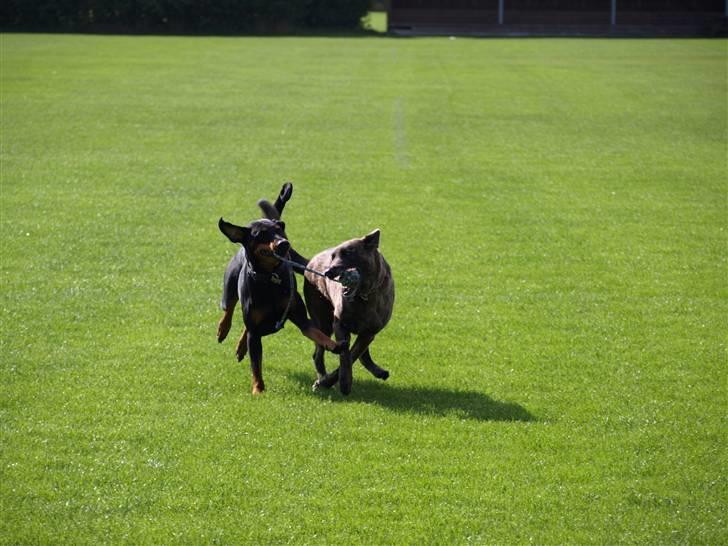Blanding af racer Sia *R.I.P* - Det er min det er min det er min billede 9