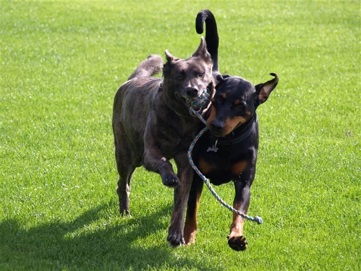 Blanding af racer Sia *R.I.P* - giv mig nu bare den bold... billede 10