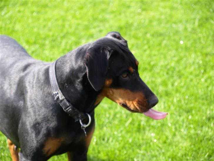 Blanding af racer Sia *R.I.P* - Se min lange tunge... nogne der vil have et kys..? billede 11