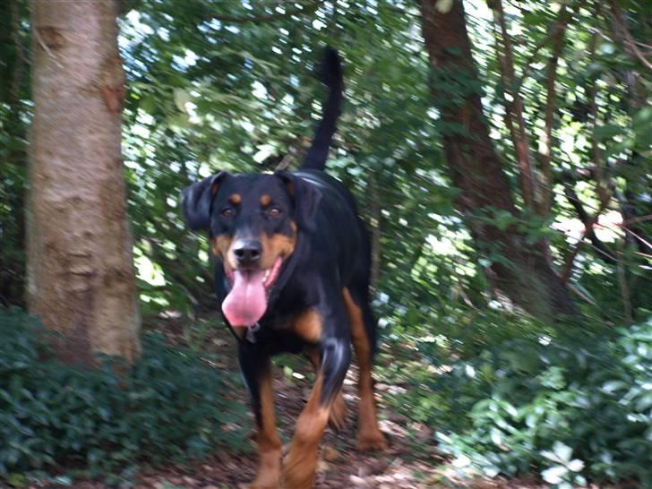 Blanding af racer Sia *R.I.P* - nu er jeg 3,5 år gammel. billede 12