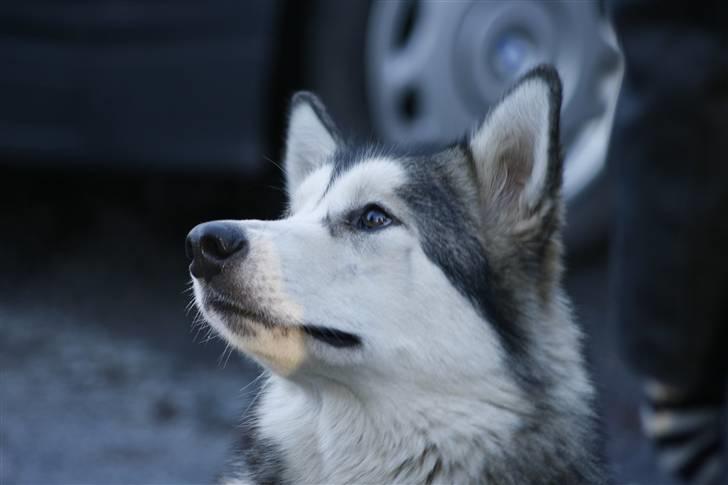 Alaskan malamute Malu. billede 7