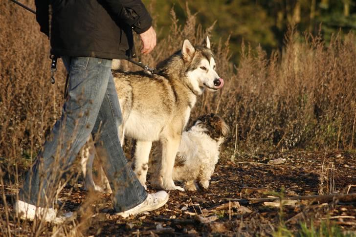 Alaskan malamute Malu. billede 8