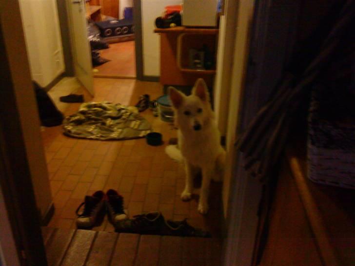 Hvid schæfer Sandy - skal vi ikke snart ud? billede 3