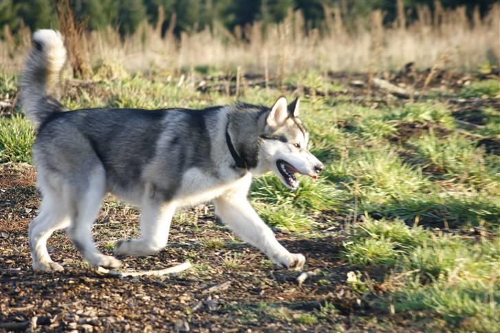 Alaskan malamute Kenzo. billede 7