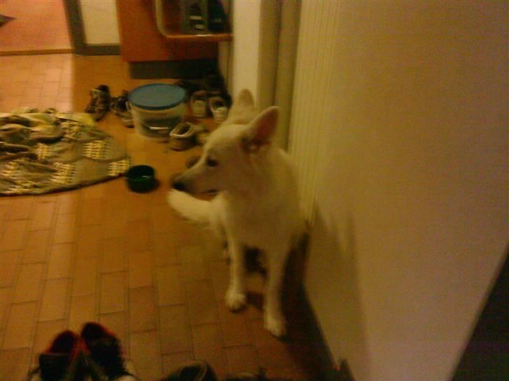 Hvid schæfer Sandy - Hallo? jeg venter stadig.! billede 4