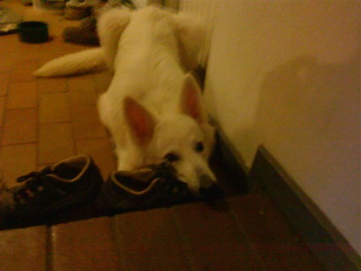 Hvid schæfer Sandy - Æv hvor er i kedelige. billede 5