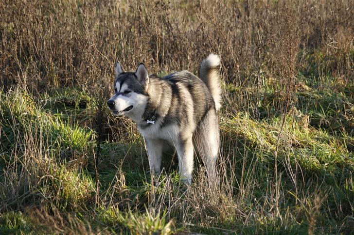 Alaskan malamute Kenzo. - Når man skal, så skal man:) billede 8
