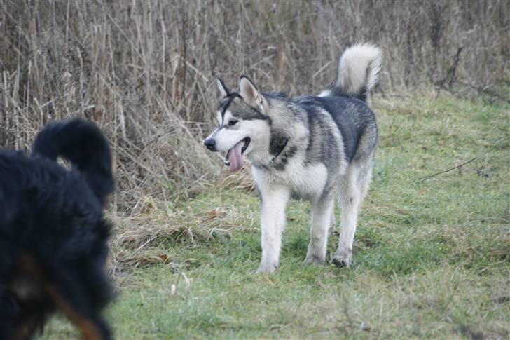 Alaskan malamute Kenzo. billede 9