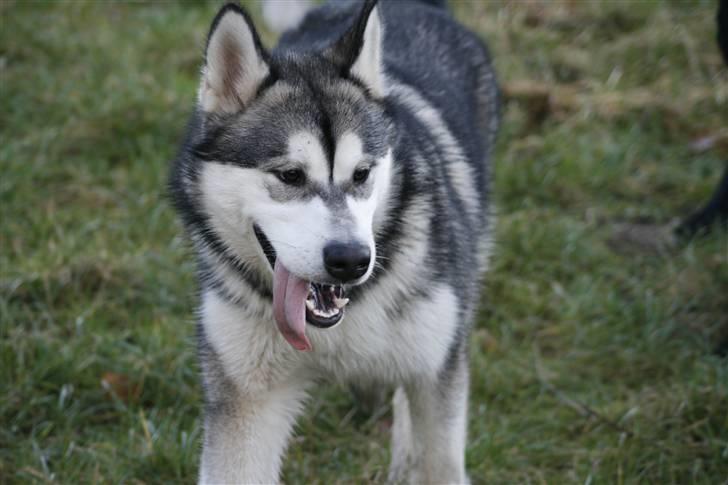 Alaskan malamute Kenzo. billede 10