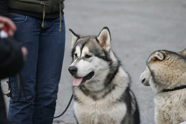 Alaskan malamute Kenzo. billede 11