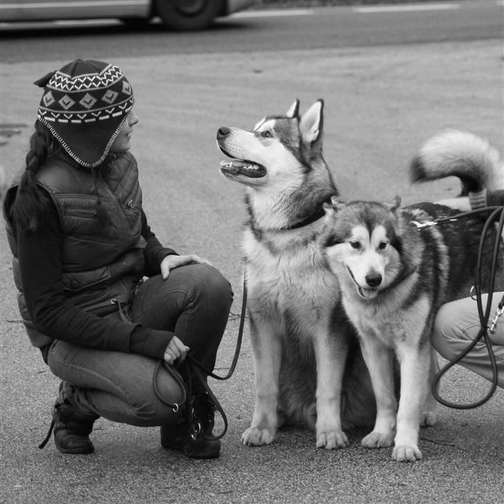 Alaskan malamute Kenzo. - Mig, Kenzo, Malu. billede 12