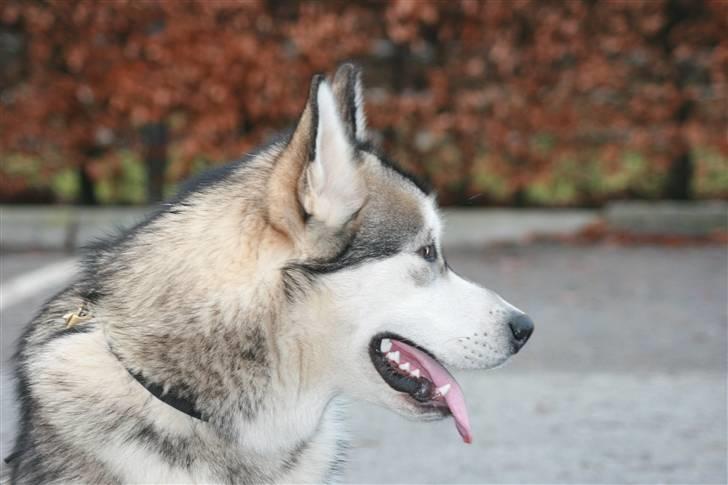 Alaskan malamute Kenzo. billede 13