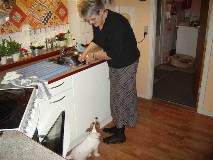 Jack russell terrier calle billede 12