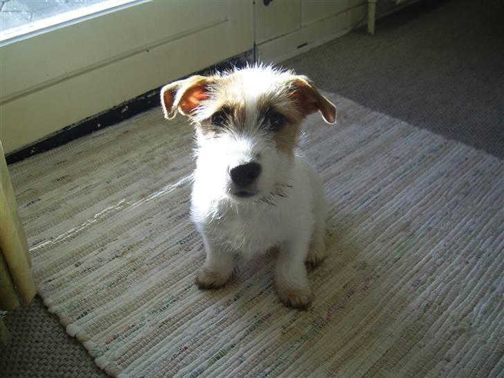 Jack russell terrier calle billede 13