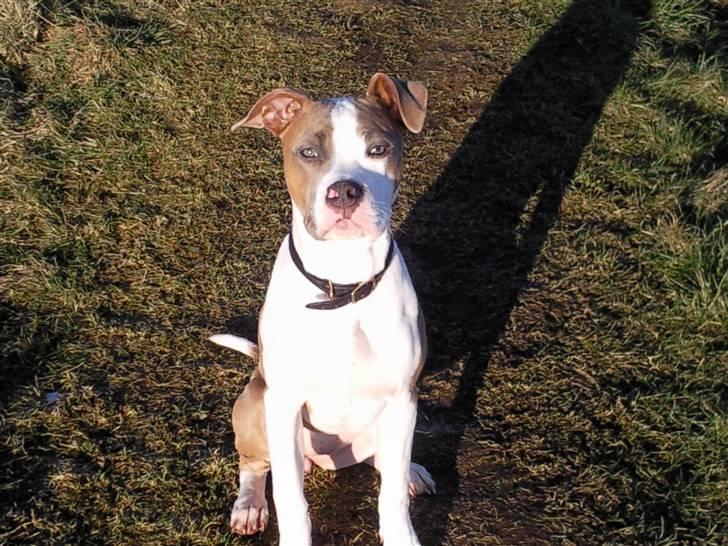 Amerikansk bulldog Olga billede 1