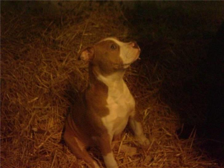 Amerikansk bulldog Olga billede 2