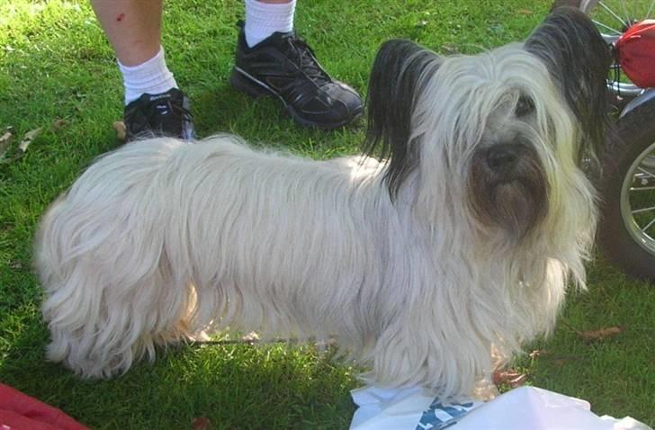 Skye terrier Darling billede 1