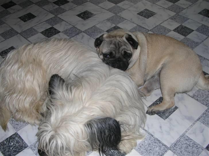 Skye terrier Darling - Darling og Kleo er bedste venner billede 2