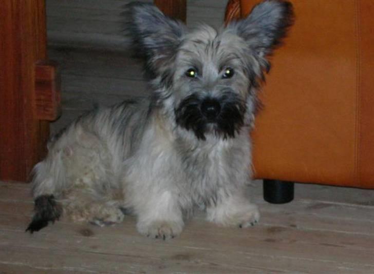 Skye terrier Darling - Darling 5 mdr. gammel billede 3