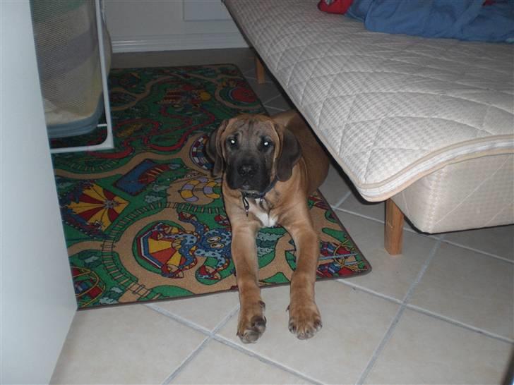 Boerboel Anton billede 1