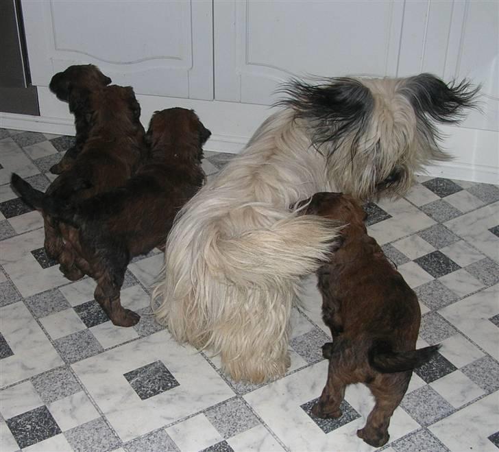 Skye terrier Darling - Darling er "legetante" til 6 uger gamle Briardhvalpe 2007 billede 4