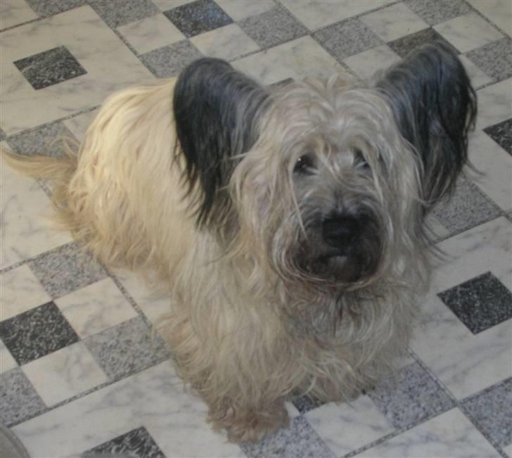 Skye terrier Darling billede 5