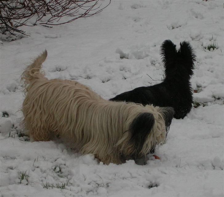 Skye terrier Darling - Darling og Divia billede 6