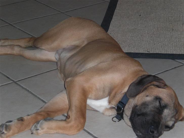 Boerboel Anton billede 2