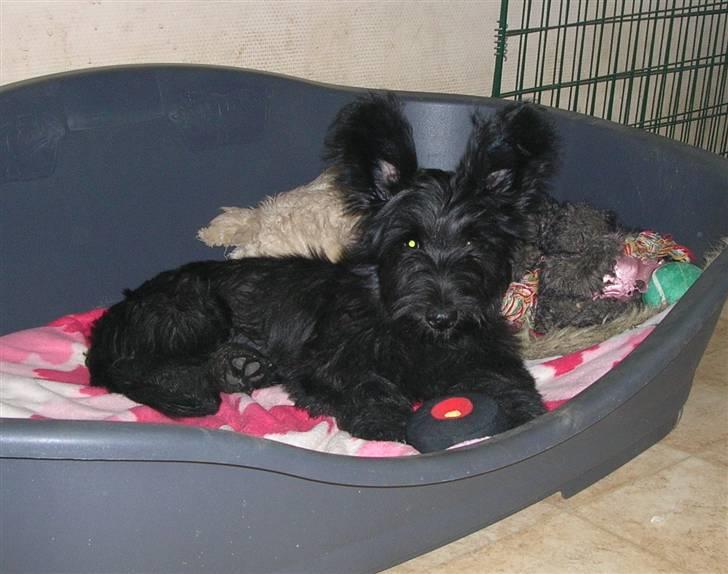 Skye terrier Divia - Divia 4 mdr. billede 1