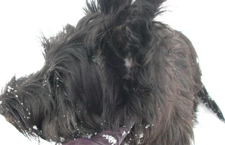 Skye terrier Divia billede 2